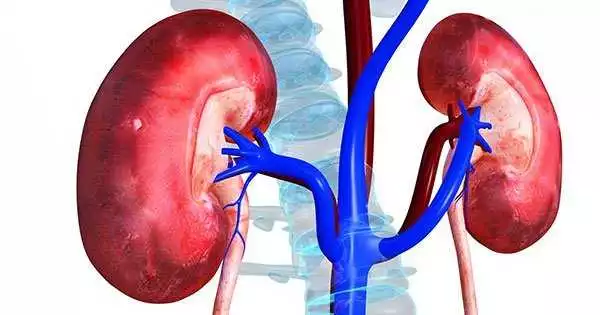 This Is Very Important..! Read 10 Common Habits That Damage Your Kidneys; Many Nigerians Do Number 8